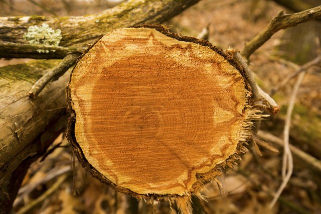 Researchers still need to investigate other wood and soil types to determine the wide-scale viability of the carbon capture method.