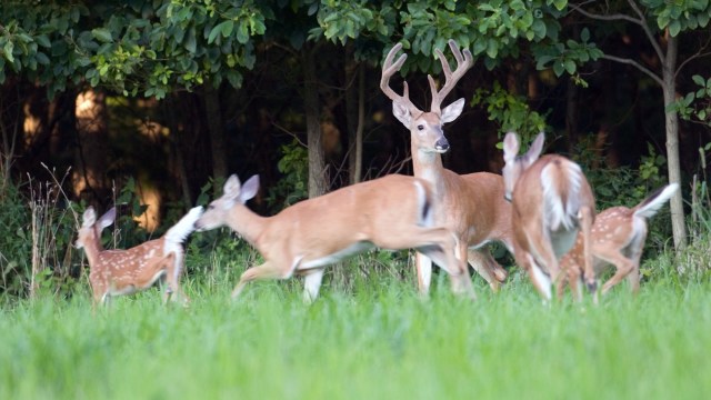 Deer are like mirrors — how they act reflects changes around them.