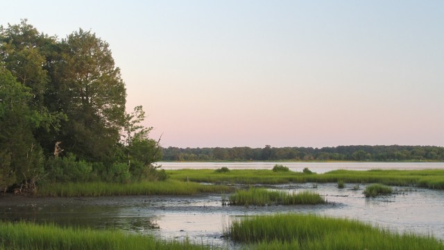 If granted Endangered Species Act status, terrapins will join a number of other animals who have benefited from such protections.