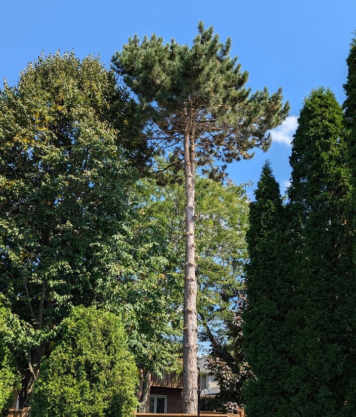 These homeowners made a poor choice for the health and long-term future of their yard. 