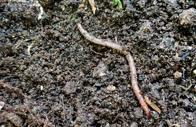 It's all possible thanks to what worms actually do under the ground: eat, excrete, and wiggle around.