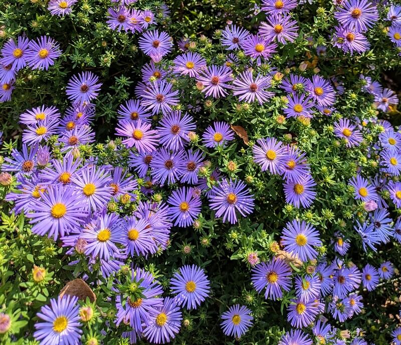 "You really do great at showing how beautiful our natives can be."