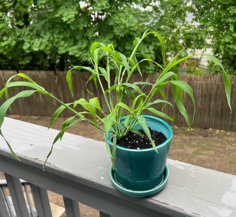 "I have the same plant growing in my onion pot. ... We are infested."