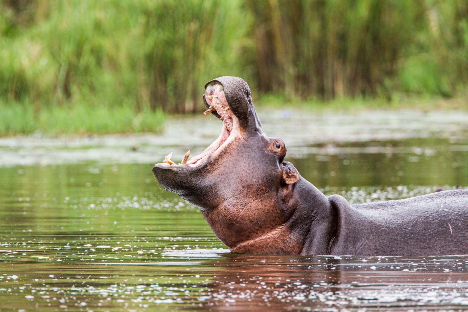 Incidents like these highlight some visitors' careless lack of care or respect for wildlife.