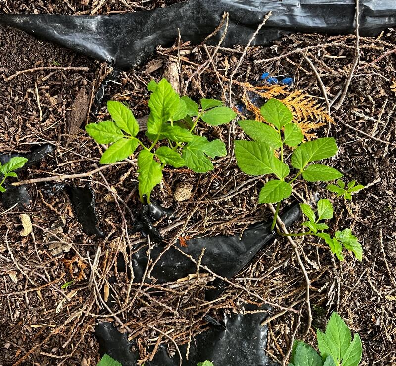 "The biggest scam in gardening."