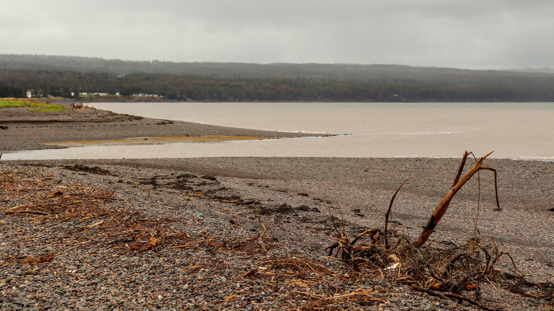 As waters warm and food sources shift, marine animals are seen in unexpected places.