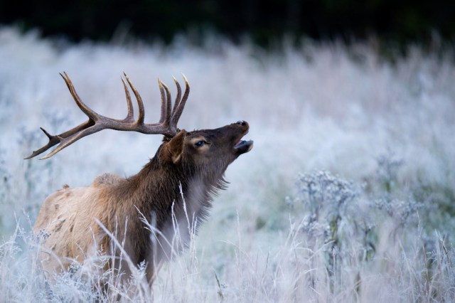 "Those camp chairs are not going to protect their children if the elk charges them."