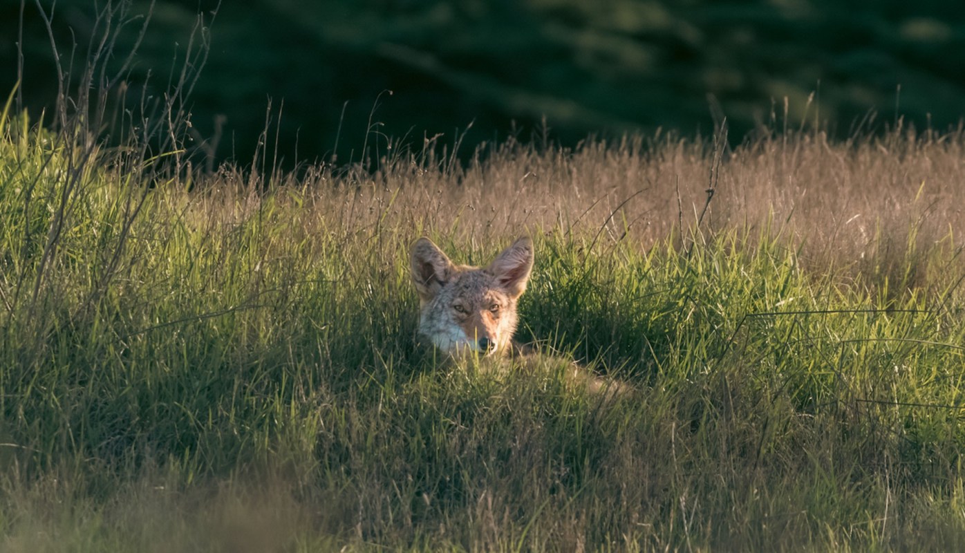 "A testament to the visionary power and strong enforcement of the federal and state endangered species acts."