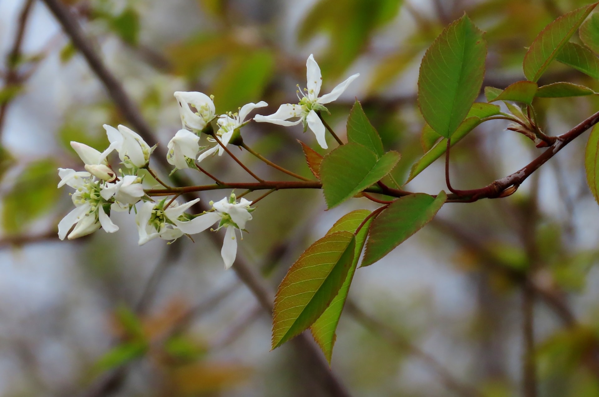 Making eco-friendly changes, like focusing on native plants for your lawn, often buts up against HOA policies.