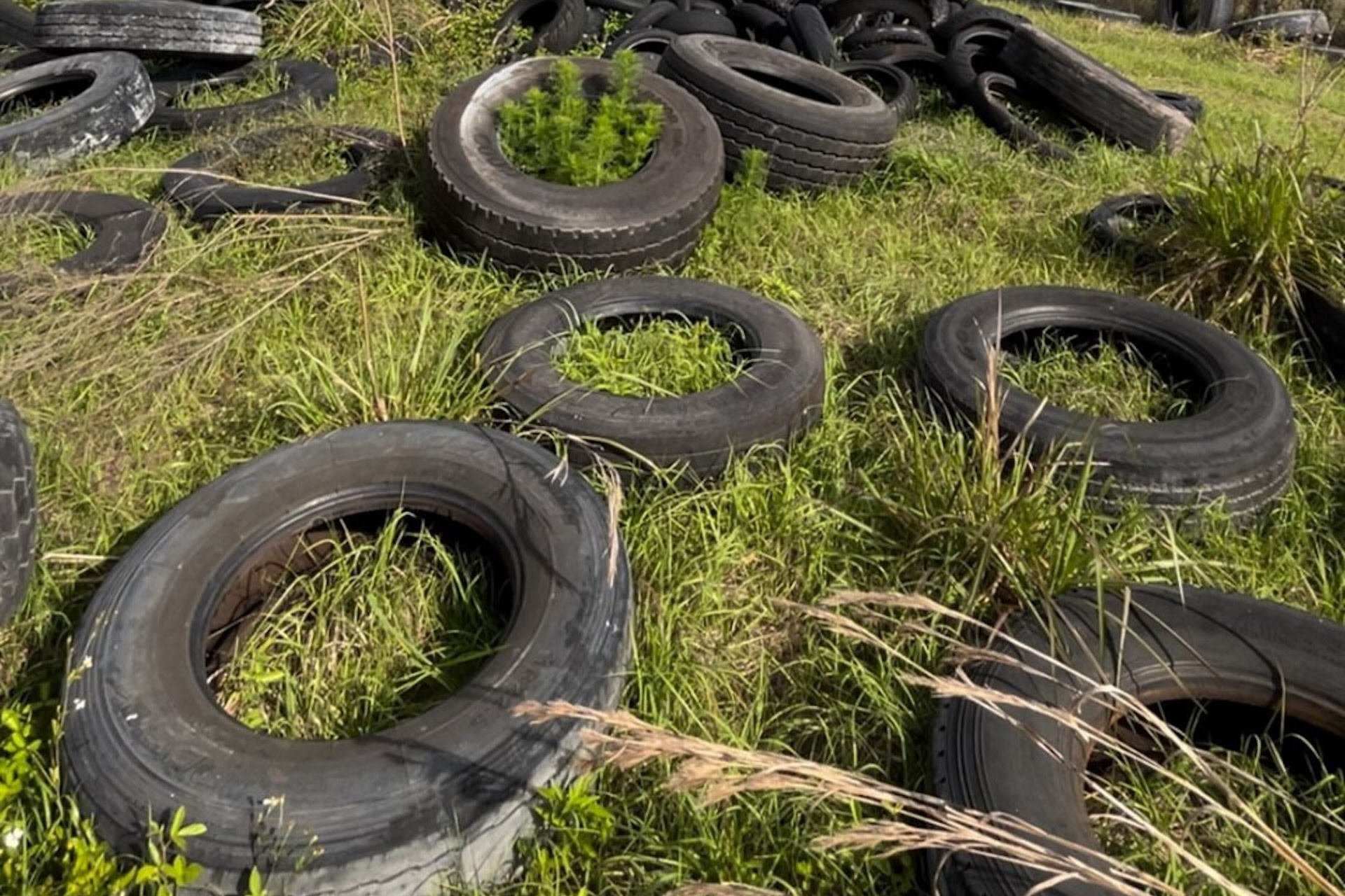 Florida Man Arrested for Shooting Alligator While Throwing Out Thousands of Tires: ‘Caught in Multiple Lies’