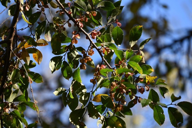 Excessive pruning stresses trees, making them more susceptible to disease and pests.