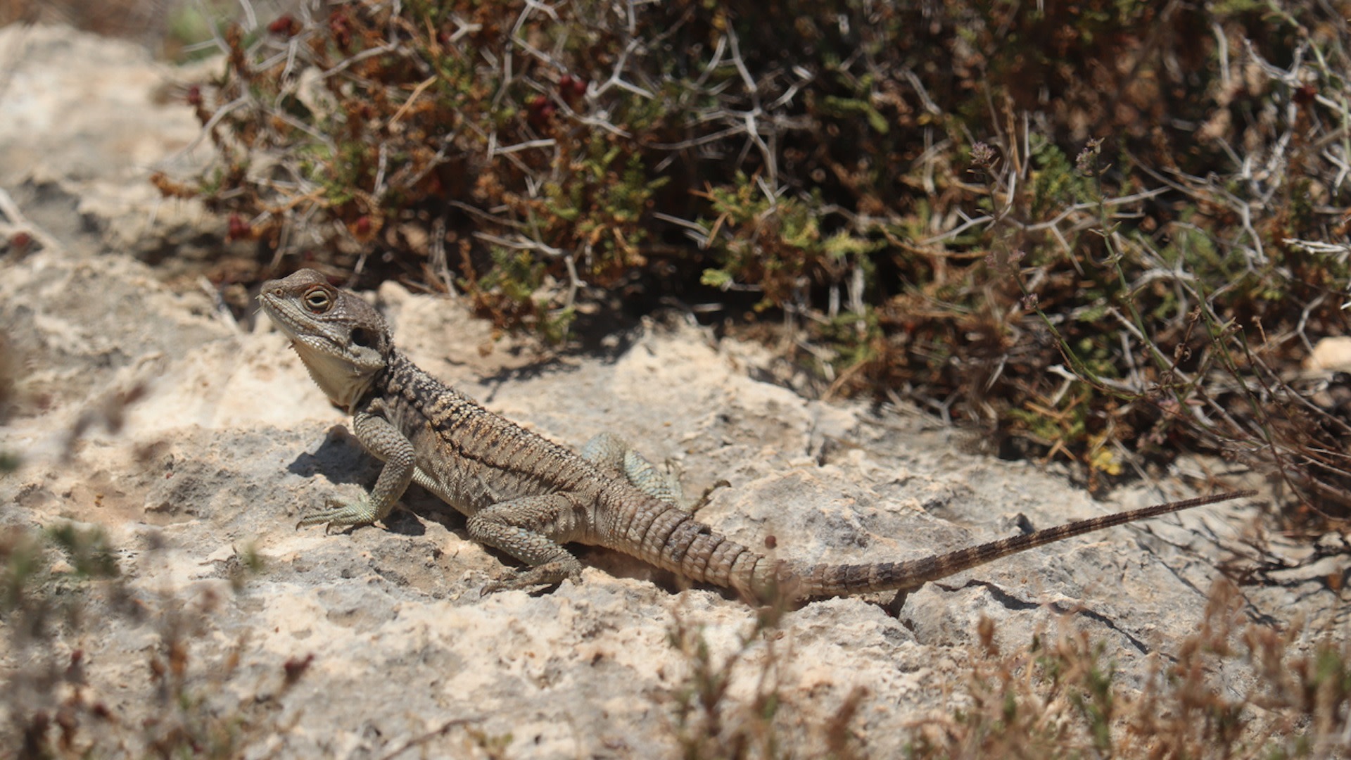 The difference in flight distances for a lizard may not seem groundbreaking, but this is the tip of the iceberg.