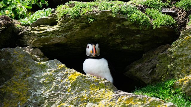 "We sadly collected 938 dead puffins in 2022 and 2023 which had died due to bird flu."