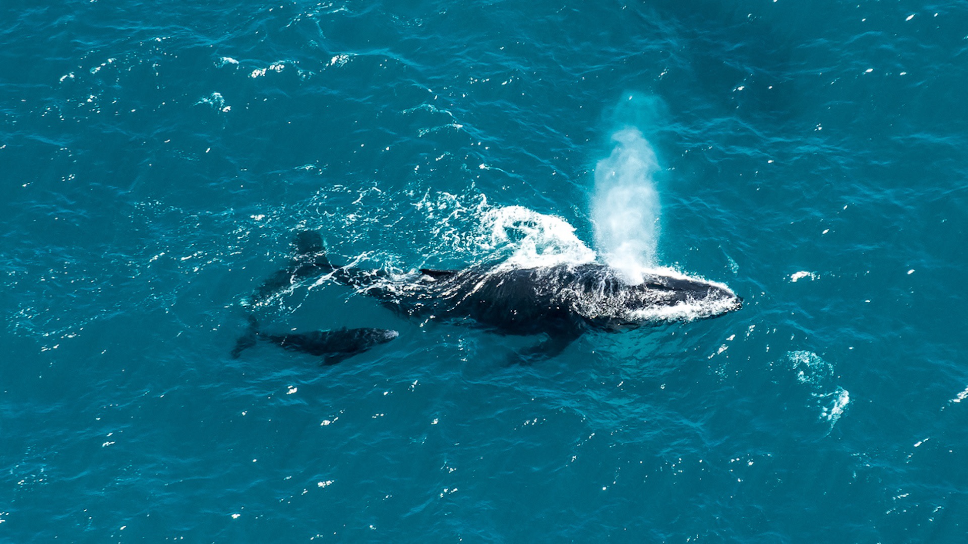 "Previous studies have found similar changes to stress hormones in whales on the opposite side of the Antarctic continent."