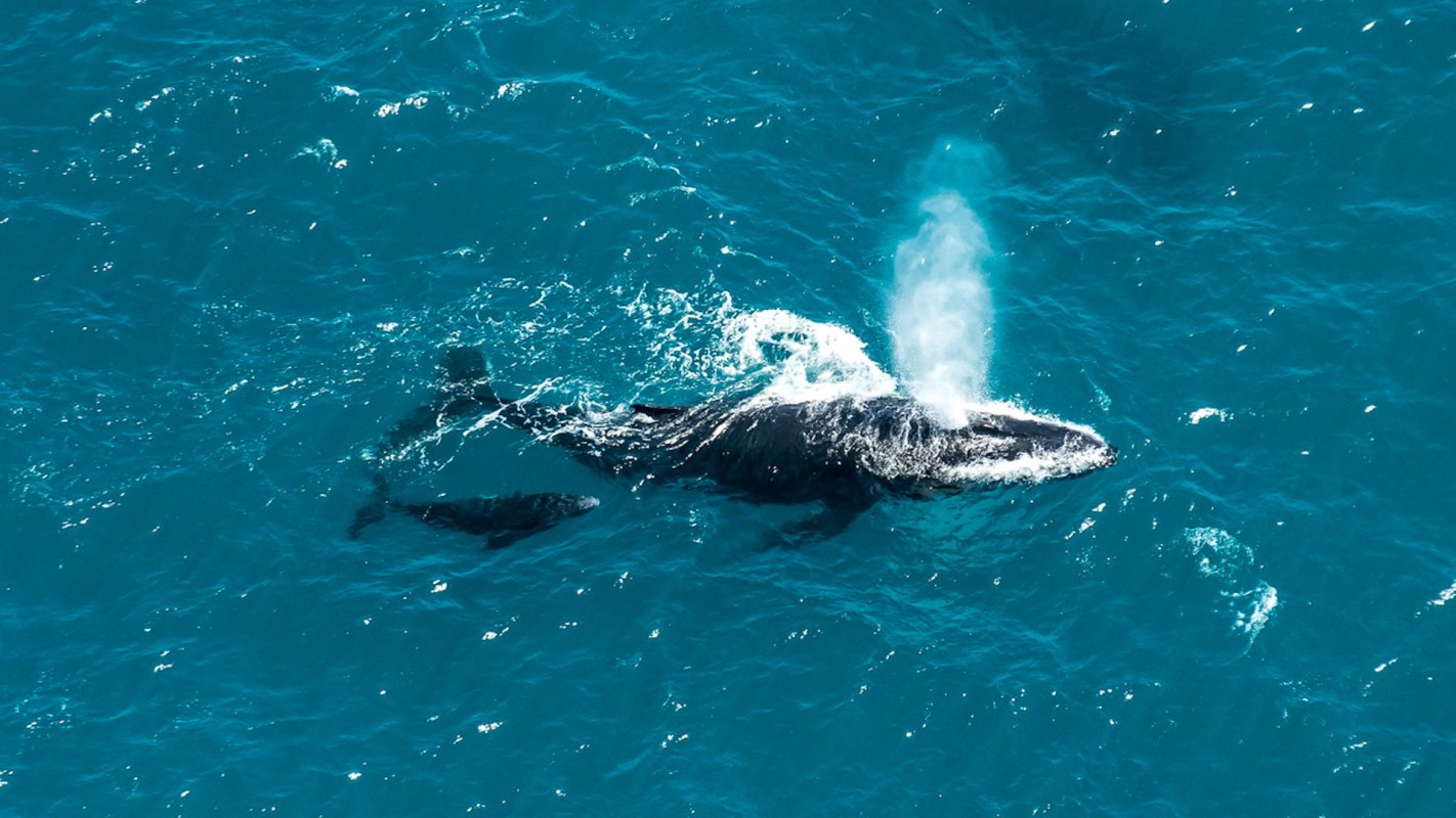 "Previous studies have found similar changes to stress hormones in whales on the opposite side of the Antarctic continent."