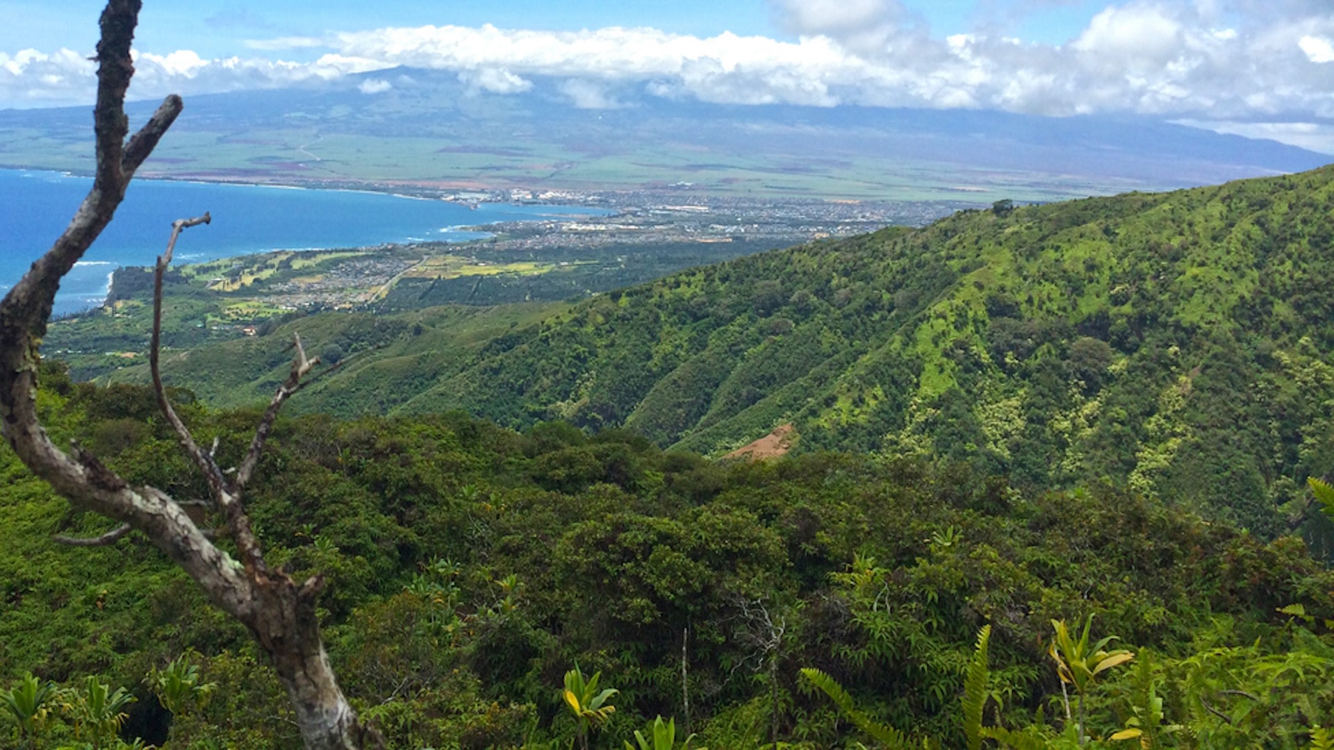 "We've got some aerial photography and there are very few trees left at this point."