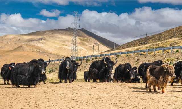 "Yaks are the lifeline of this region."