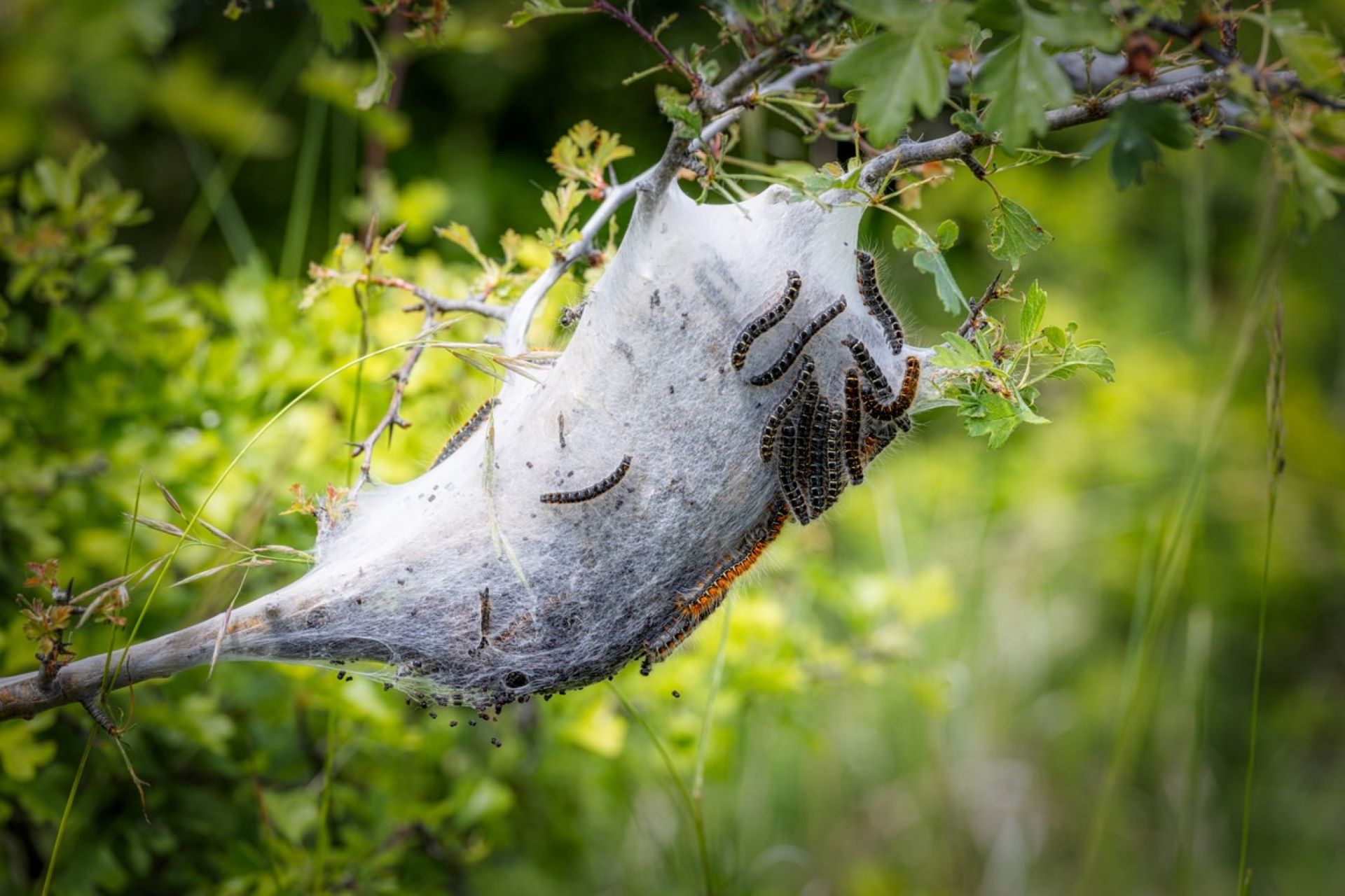 “Each egg mass contains 400 to 600 larva — and we were not anticipating that."