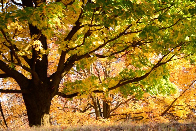 "This kills trees slowly so people don't get what happened."