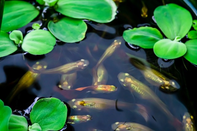 "A significant class of aquatic contaminants ... can seriously threaten the health of non-target organisms."