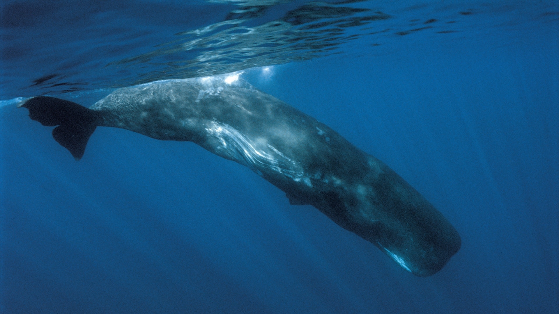 Whales and other marine animals are already unknowingly ingesting millions of pieces of microplastics daily.