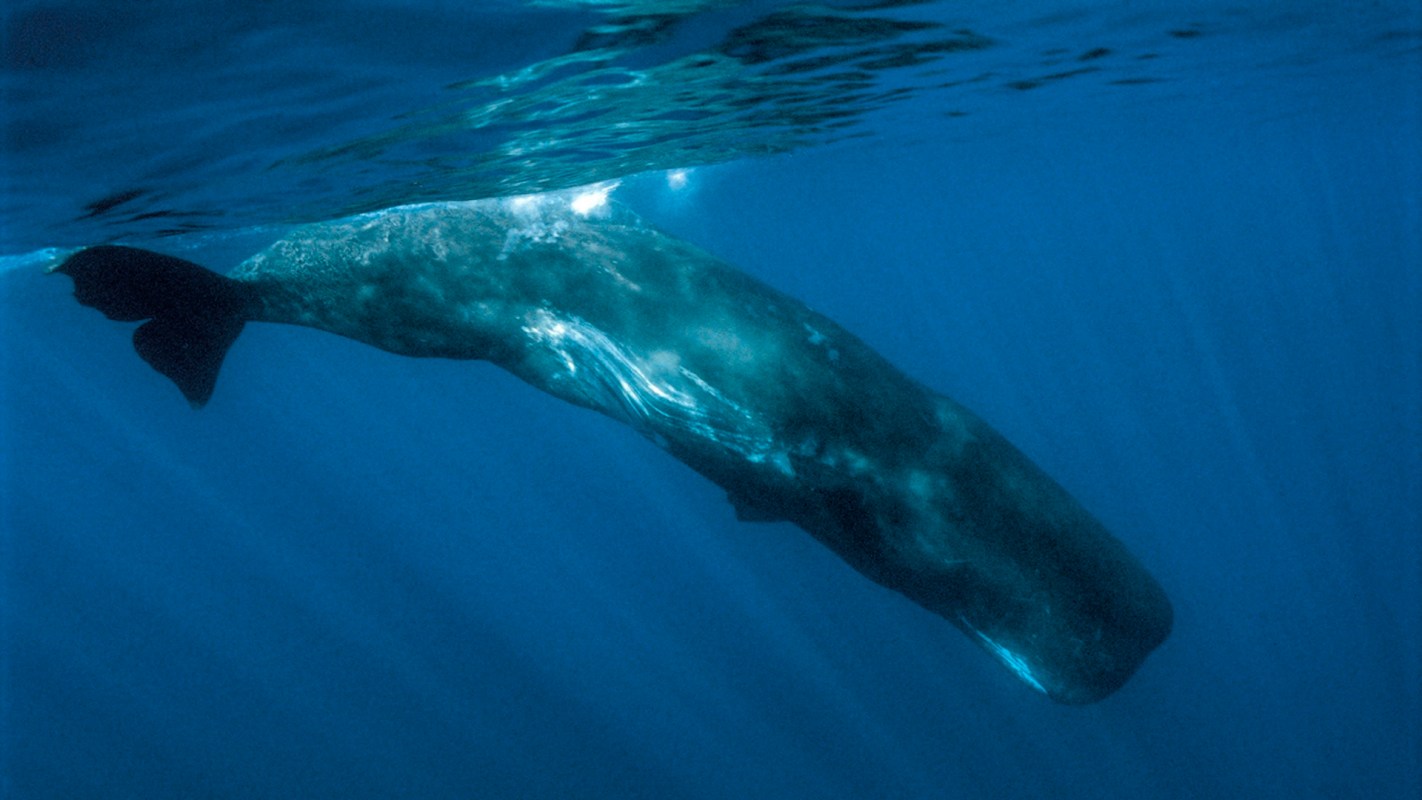 Whales and other marine animals are already unknowingly ingesting millions of pieces of microplastics daily.