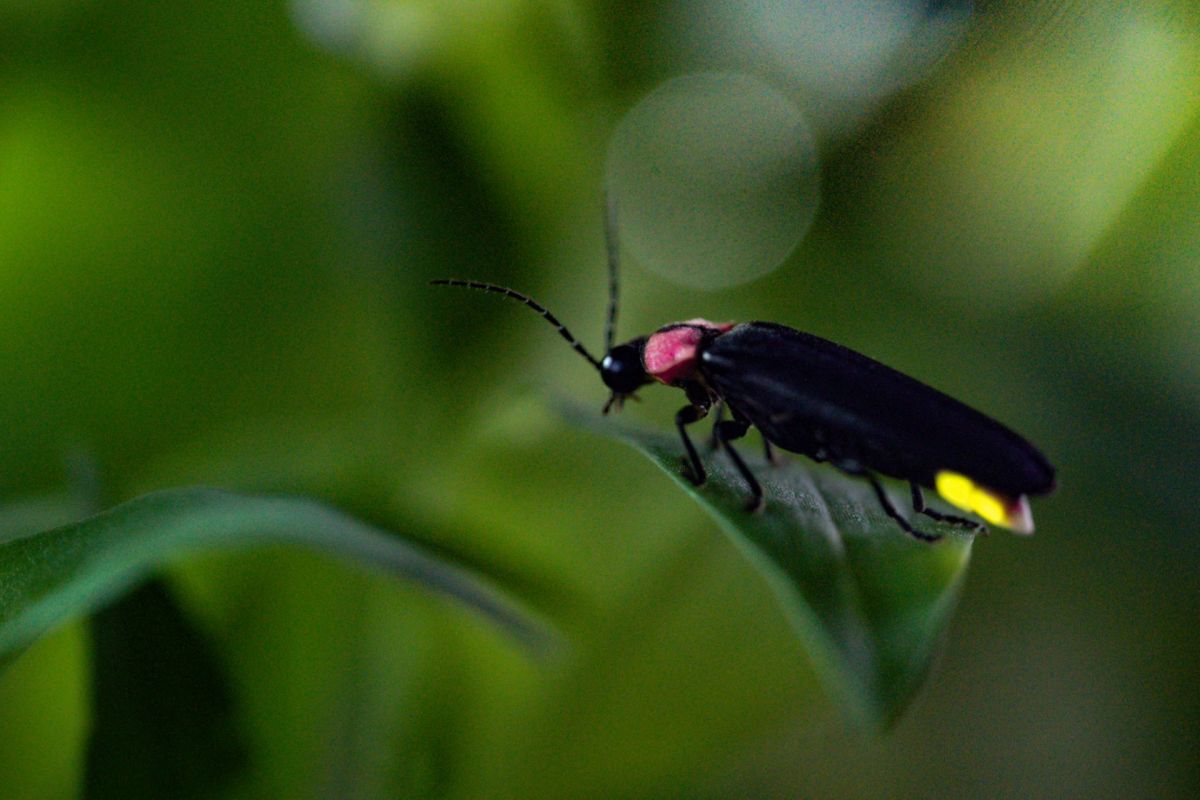 "If we lose these insects, you're also gone."