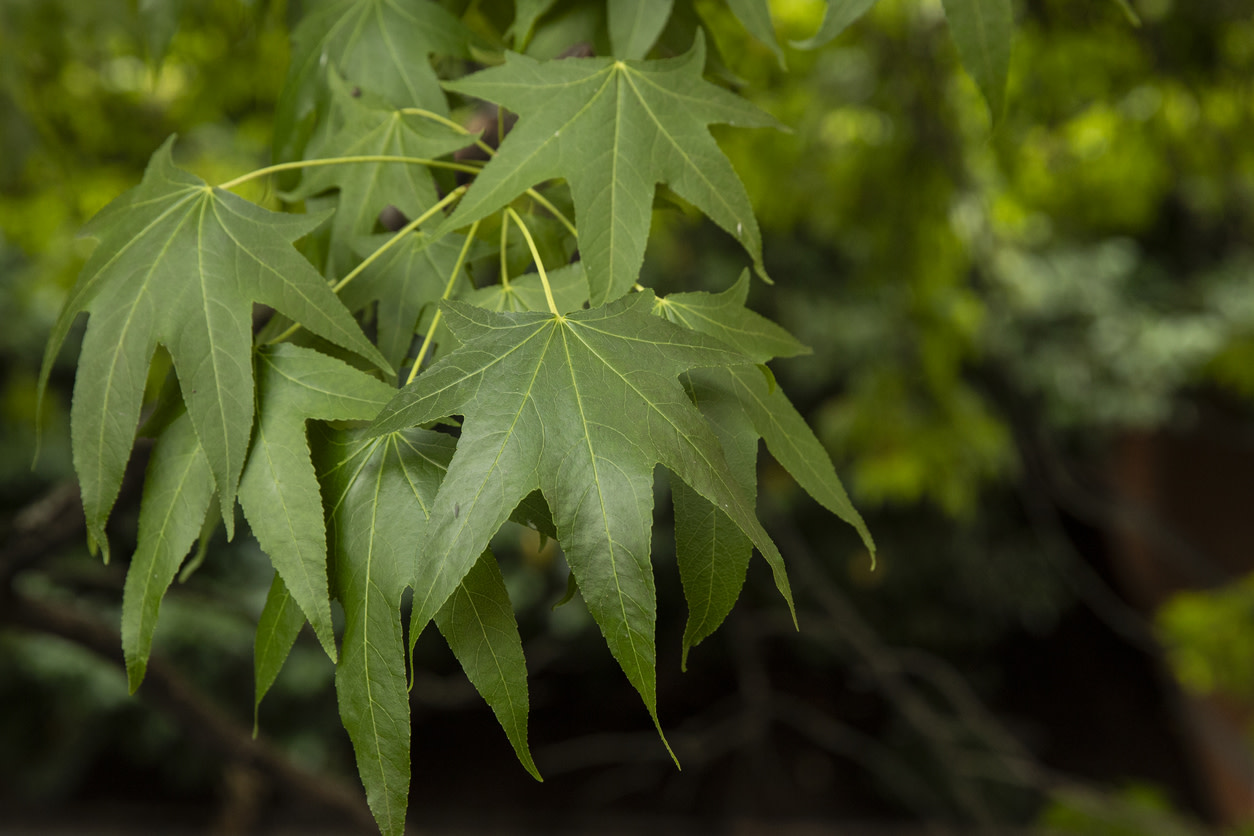 "I still just can't wrap my mind around how this tree is going to grow roots."