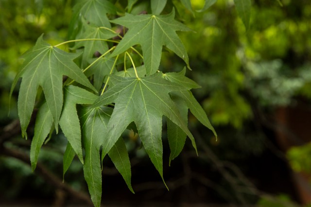 "I still just can't wrap my mind around how this tree is going to grow roots."