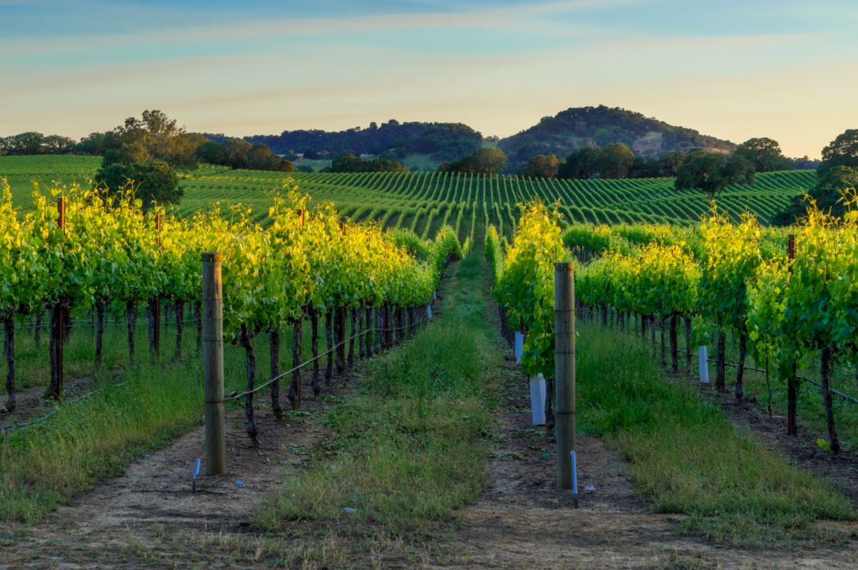 "The eradication of these pests marks a major victory for California’s agricultural economy."