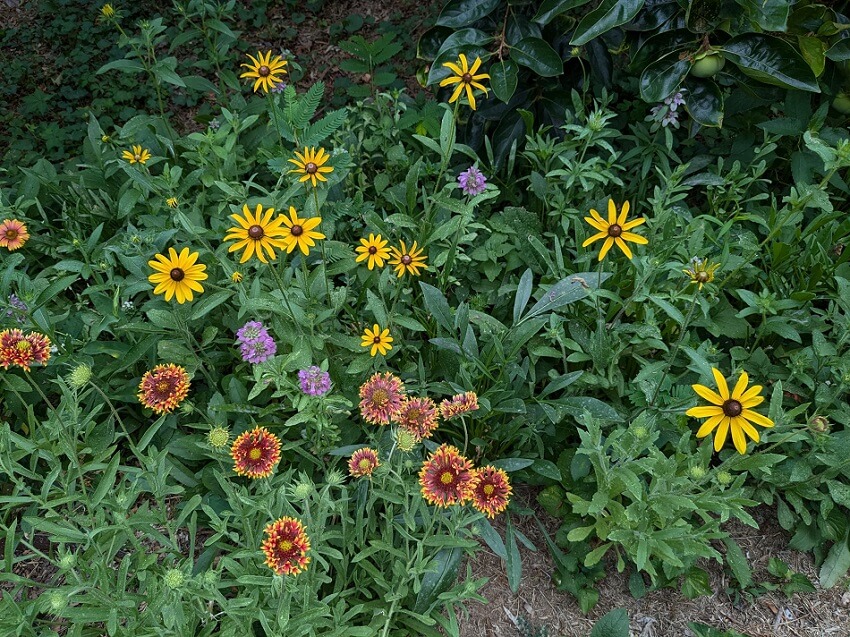 "It's like the prairie project exploded in color overnight!"