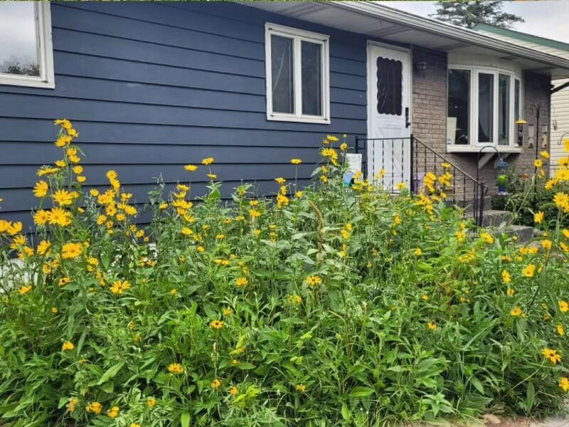 The homeowner said they've seen a huge uptick in pollinators in their yard since making the switch.