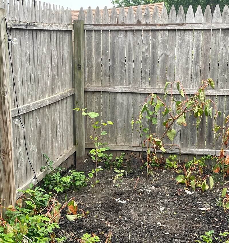 "We noticed what we thought was bamboo but turns out it's Japanese knotweed that I think was hidden under the mulch from the old home owners."