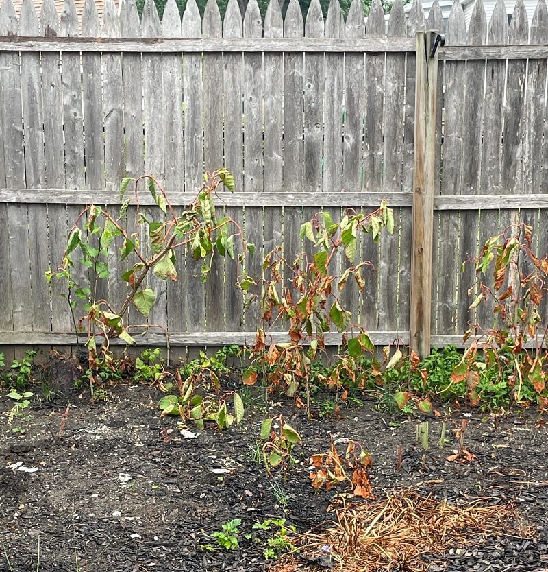 "We noticed what we thought was bamboo but turns out it's Japanese knotweed that I think was hidden under the mulch from the old home owners."