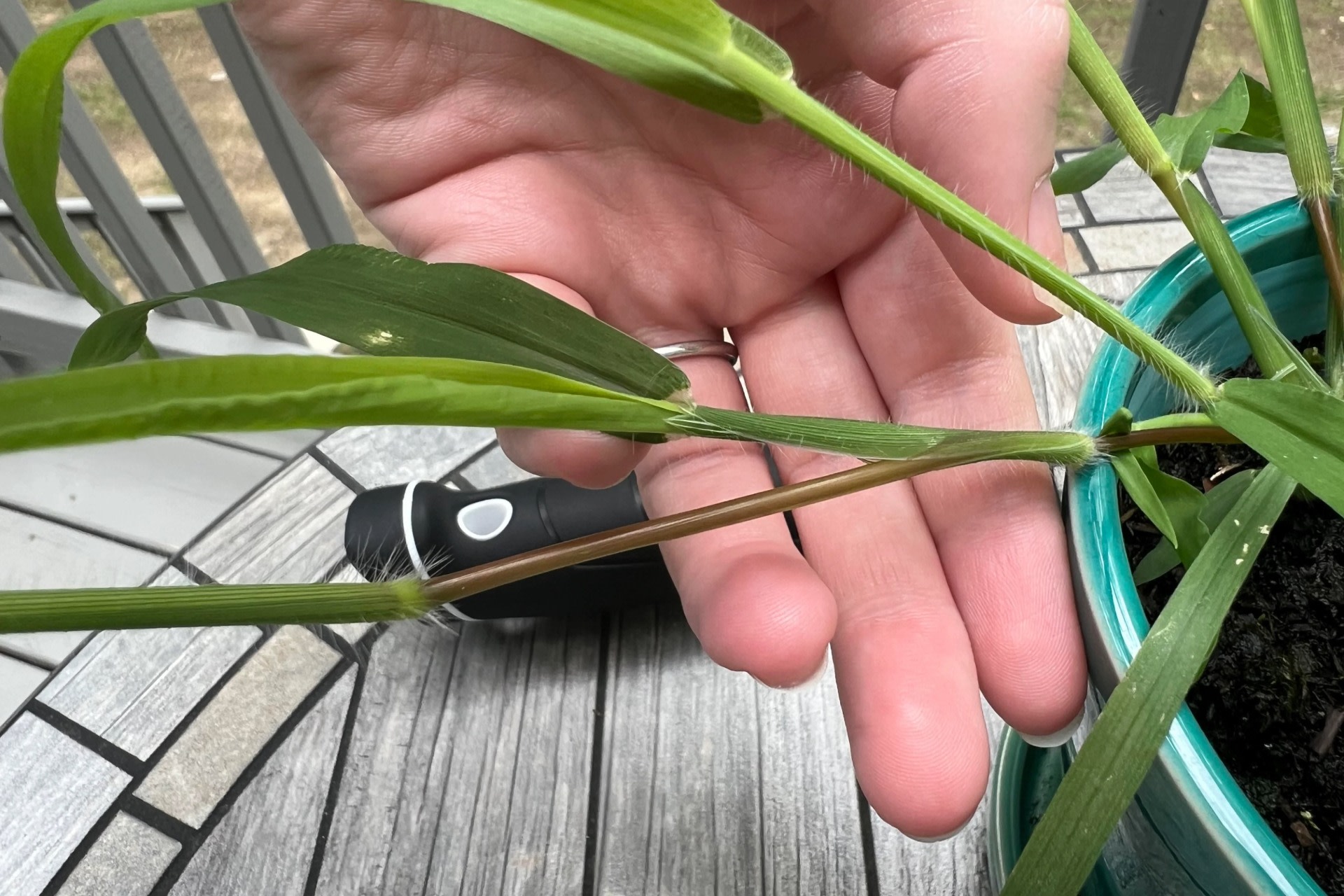 "I have the same plant growing in my onion pot. ... We are infested."