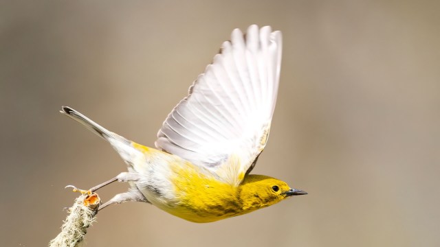 "Being able to reliably estimate survival during migration versus stationary periods is the first step towards figuring out when, where and how birds are dying throughout the year."