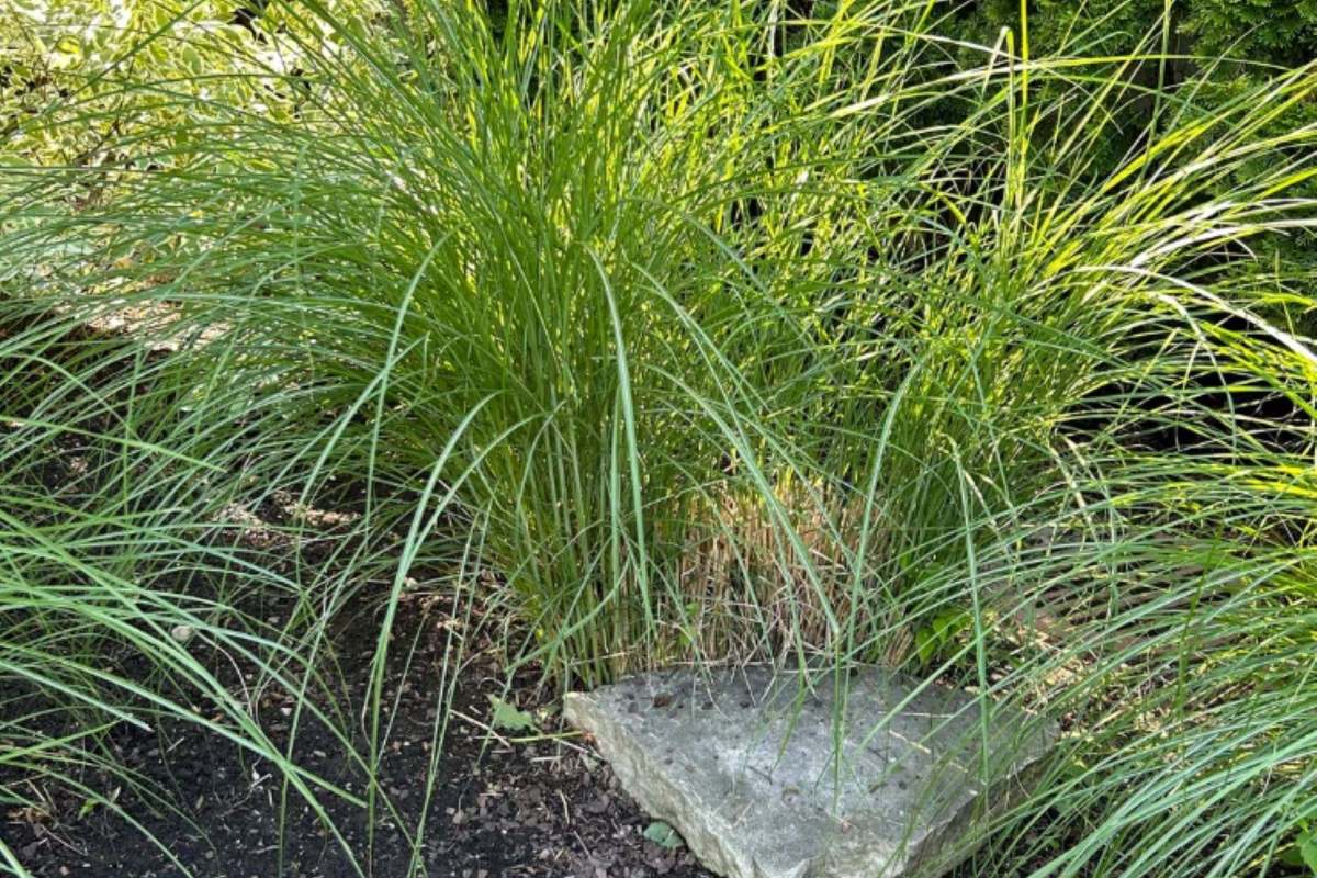 Also known as Chinese silvergrass, miscanthus is an invasive species in the United States.