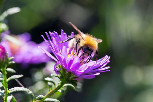 Pollinators such as bees, flies, butterflies, and moths are crucial to maintaining healthy ecosystems and productive agricultural yields.