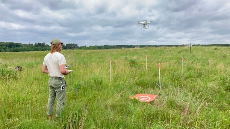 Persona operando un dron en un campo abierto, rodeado de vegetación alta y cielo nublado. El dron está en el aire sobre una plataforma de aterrizaje marcada en el suelo. La imagen refleja el uso de drones en la conservación del medio ambiente.