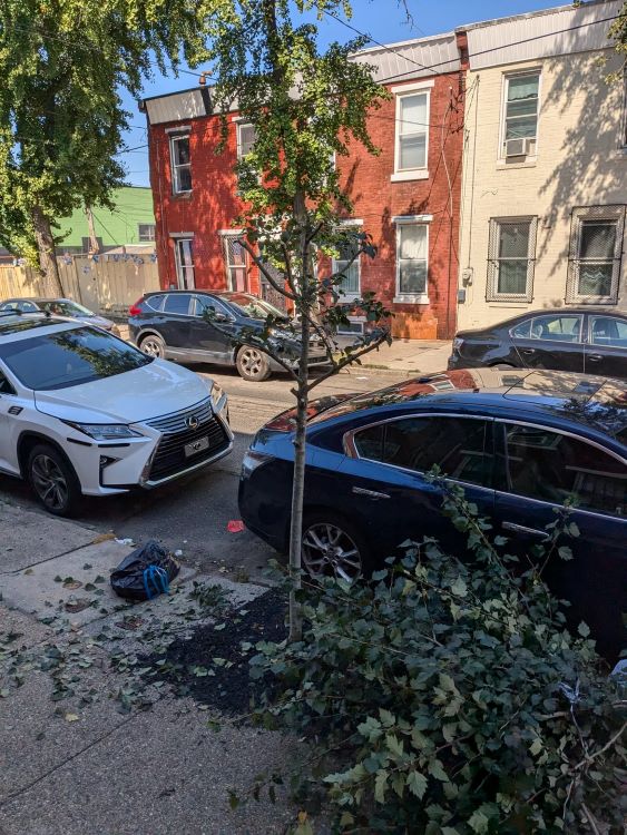 "My neighbor took it upon himself to trim my tree."