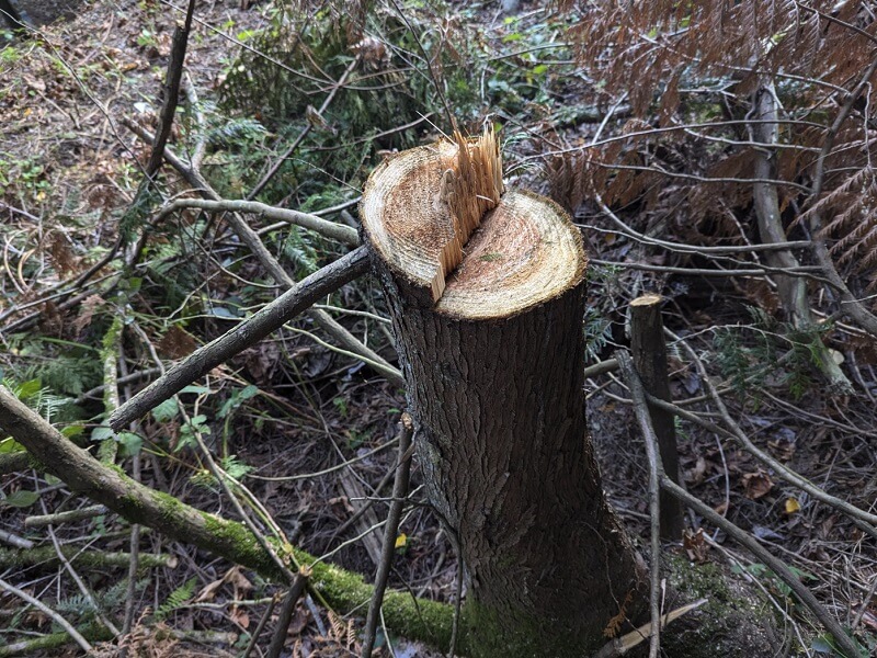 "This is not the first time, but is the first time I have evidence of him damaging trees."