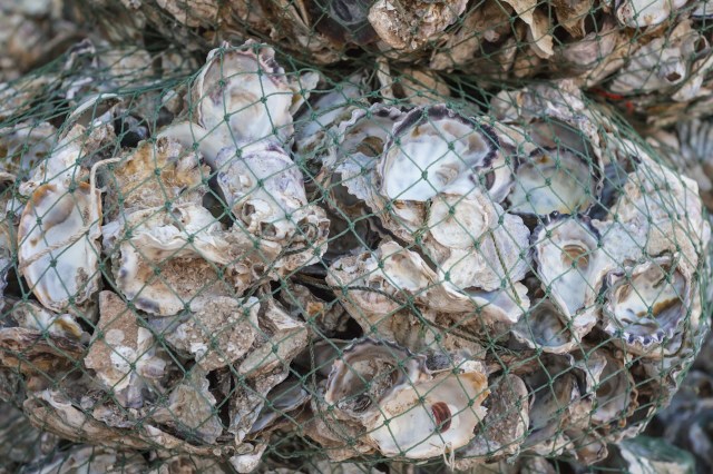 "We think we can revolutionize oyster production around the world."