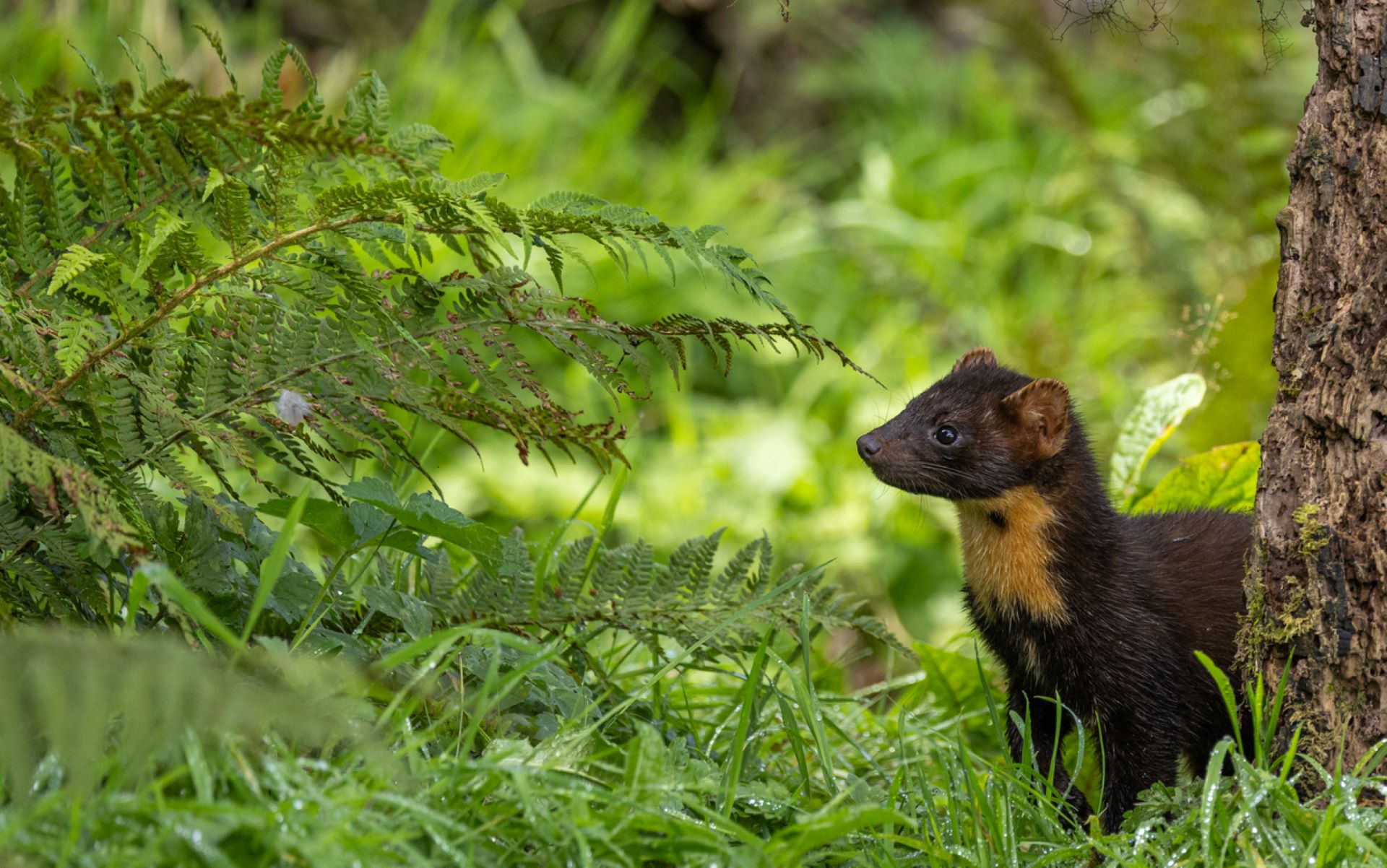 "We are asking people to adapt to a new species coming back in the landscape."