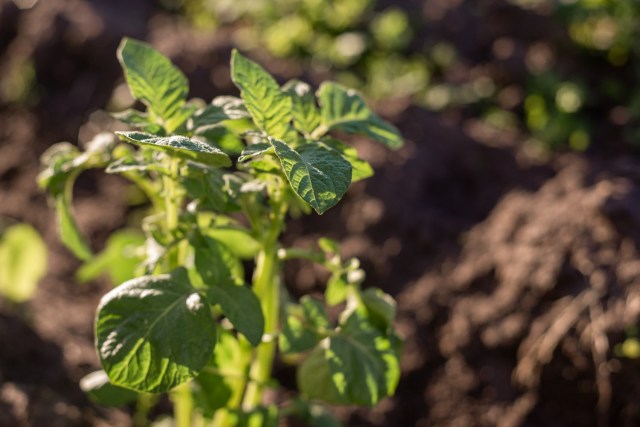 The failure of Pennsylvania's potato crops is one example of the changes threatening our food supplies.