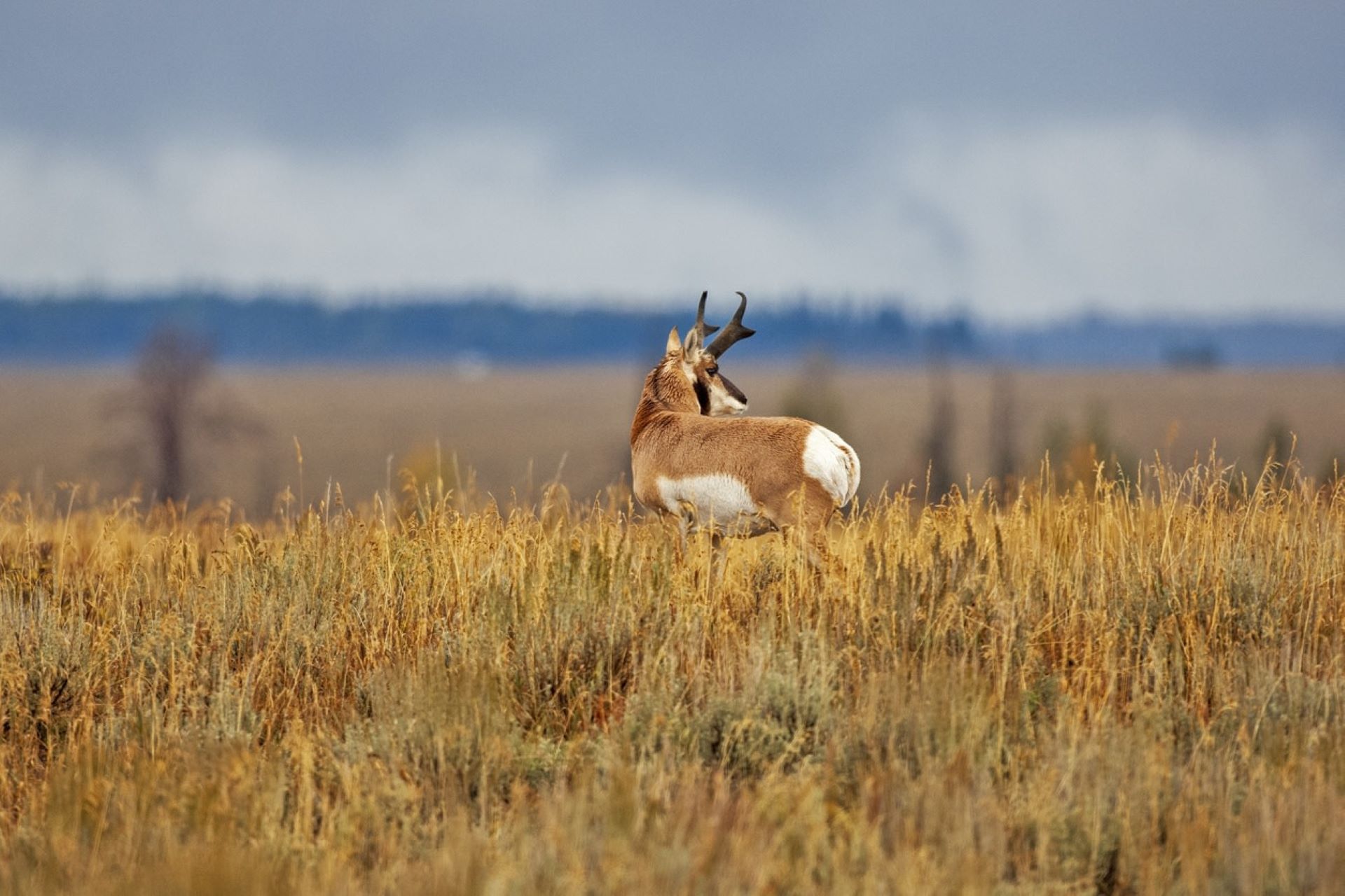 "This work isn’t only important for pronghorn, it’s important for the other ungulates."