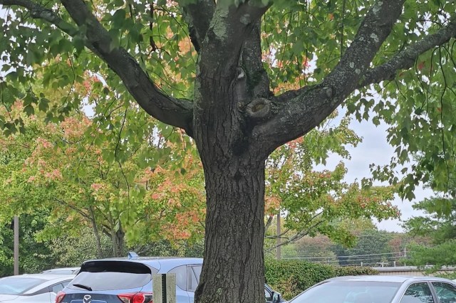 It’s surprising this tree was still standing.