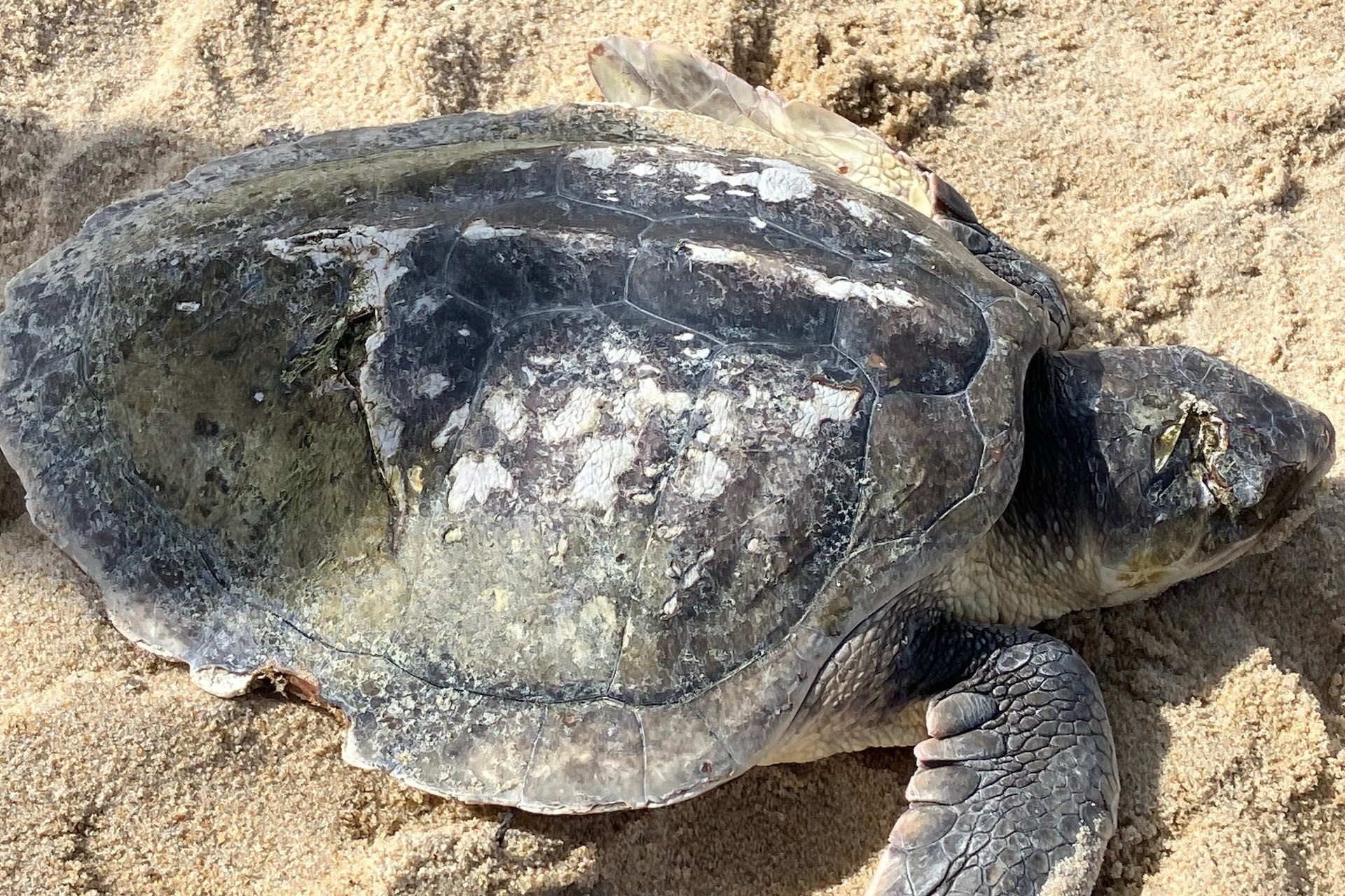 Rescuers face a race against time to rehabilitate a sea turtle hit by a boat – here’s what happened