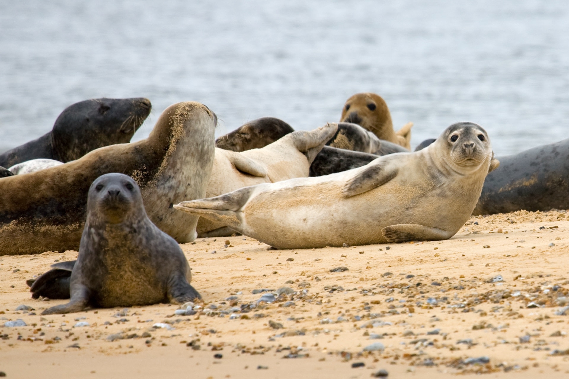 "Thirty seals have been found dead with plastic rings around their necks in the last five years."