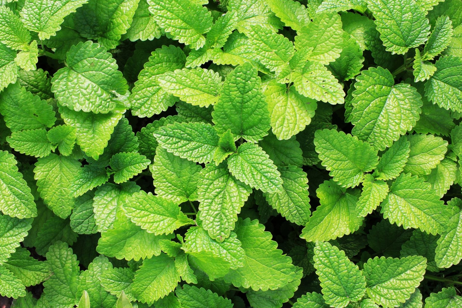 "Our findings ... present a groundbreaking approach to weed management."