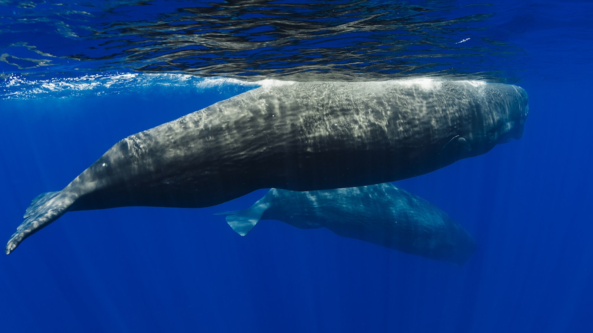 The departure of the sperm whales was followed the exodus of their chief source of prey.